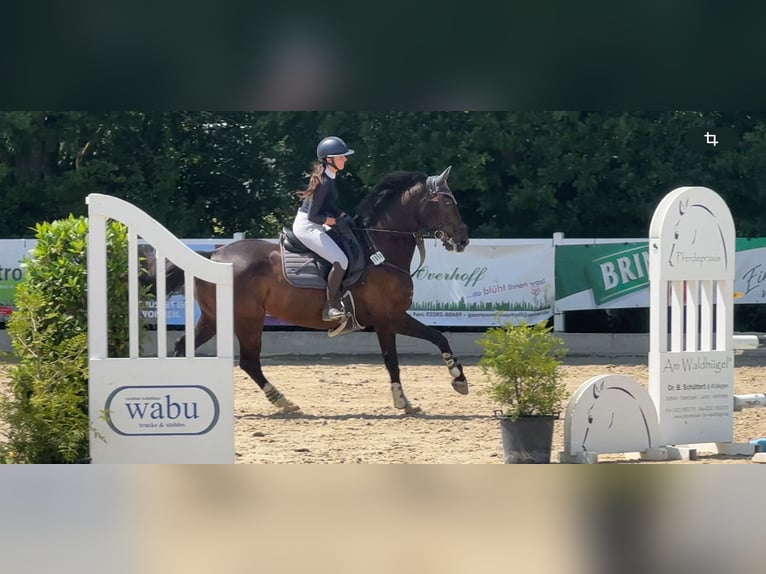 Oldenburger Wallach 9 Jahre 175 cm Rappe in Oer-Erkenschwick