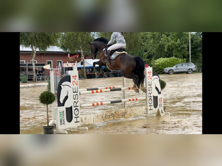 Oldenburger Wallach 9 Jahre 175 cm Rappe in Oer-Erkenschwick