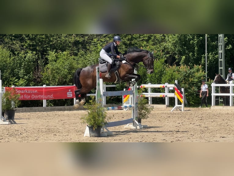 Oldenburger Wallach 9 Jahre 175 cm Rappe in Oer-Erkenschwick