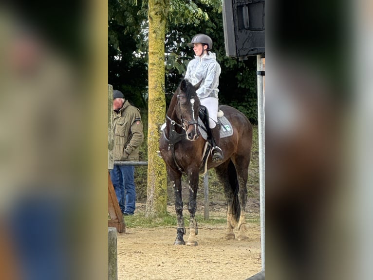 Oldenburger Wallach 9 Jahre 175 cm Rappe in Oer-Erkenschwick