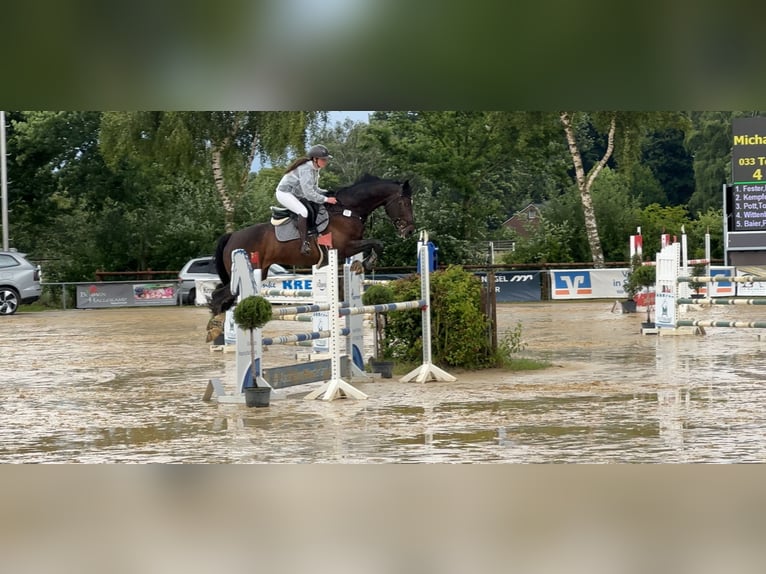 Oldenburger Wallach 9 Jahre 175 cm Rappe in Oer-Erkenschwick