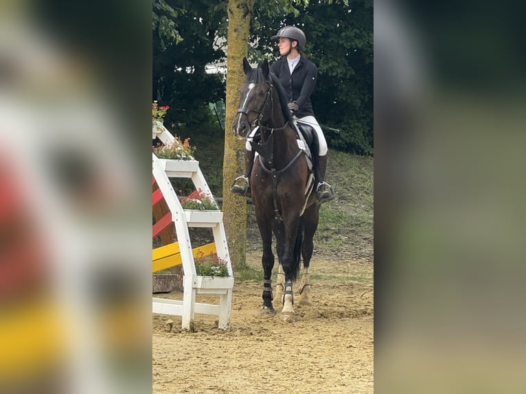 Oldenburger Wallach 9 Jahre 175 cm Rappe in Oer-Erkenschwick
