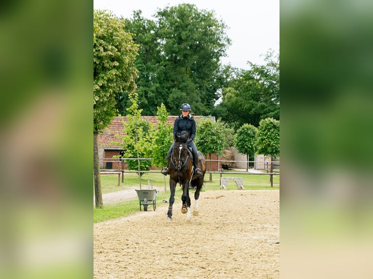Oldenburger Wallach 9 Jahre 175 cm Rappe in Oer-Erkenschwick