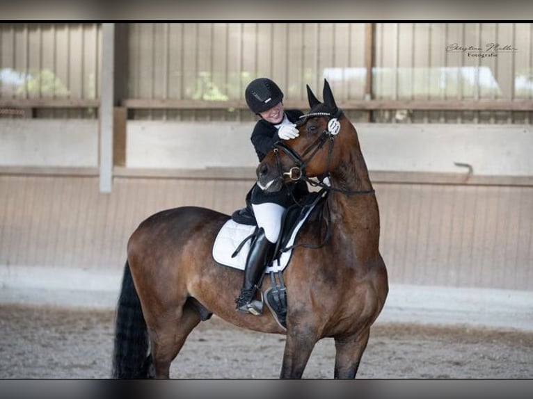 Oldenburger Wallach 9 Jahre 176 cm Brauner in Kitzingen