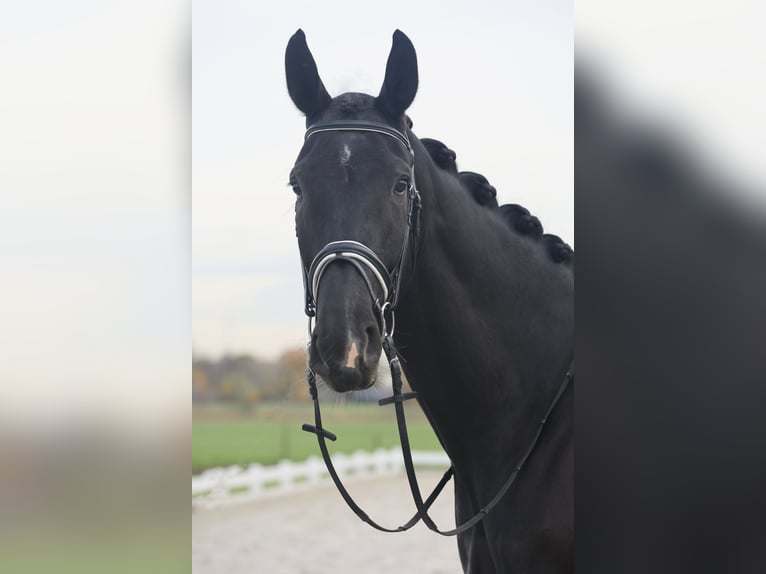 Oldenburger Wallach 9 Jahre 177 cm Rappe in Rijsbergen