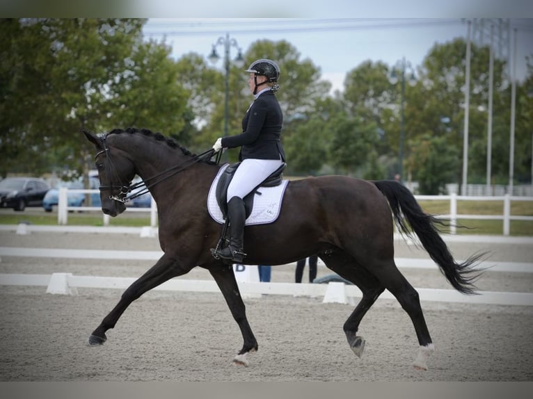 Oldenburger Wallach 9 Jahre 177 cm Schwarzbrauner in Pelmberg