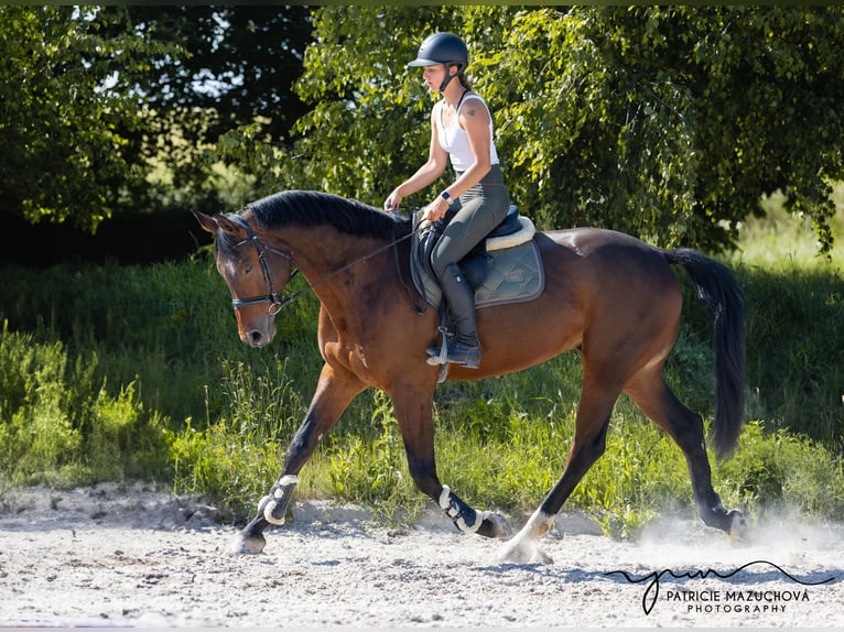 Oldenburger Wallach 9 Jahre 178 cm Brauner in Hlohova