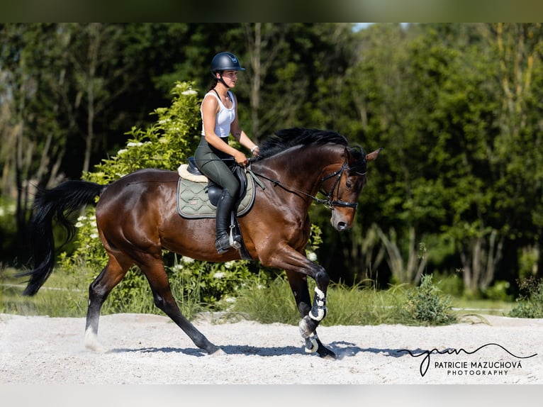 Oldenburger Wallach 9 Jahre 178 cm Brauner in Hlohova