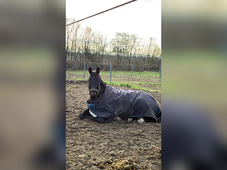 Oldenburger Wallach 9 Jahre 178 cm Schwarzbrauner in Delmenhorst
