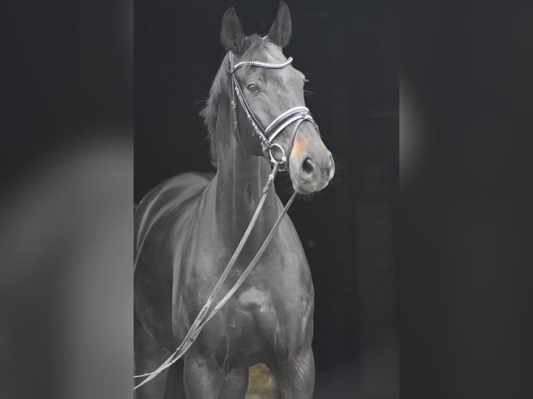 Oldenburger Wallach 9 Jahre 178 cm Schwarzbrauner in Herbstein