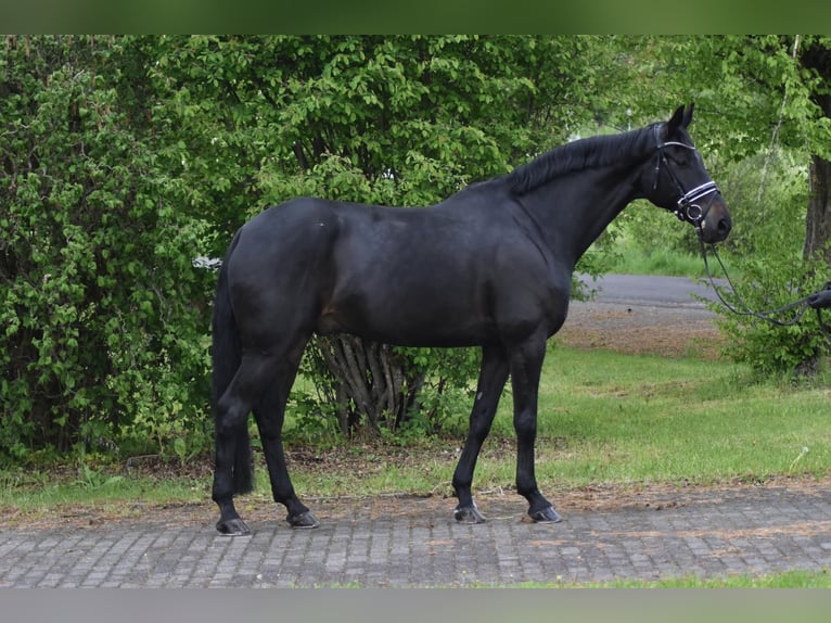 Oldenburger Wallach 9 Jahre 178 cm Schwarzbrauner in Herbstein