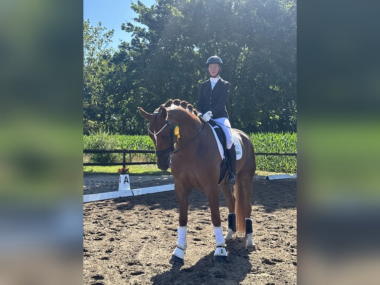 Oldenburger Wallach 9 Jahre 179 cm Fuchs in Bassum