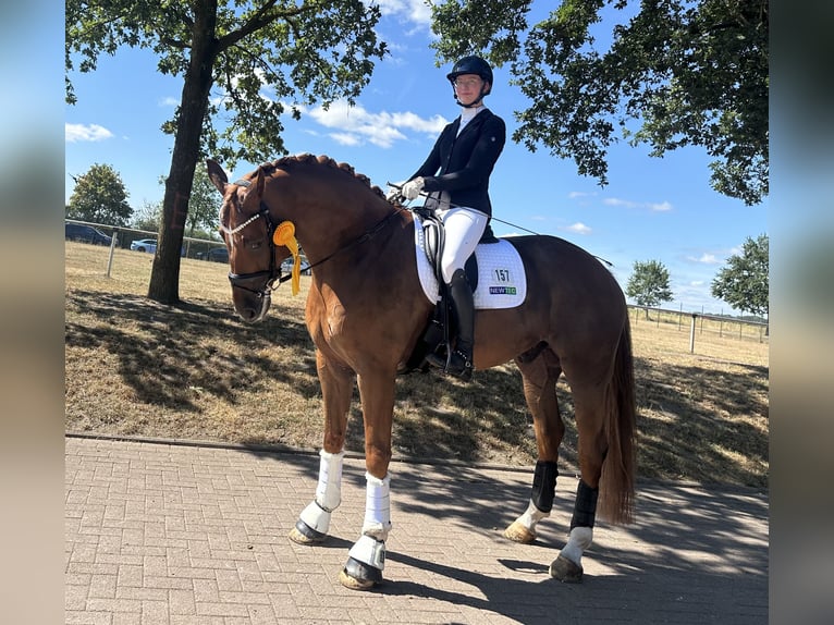 Oldenburger Wallach 9 Jahre 179 cm Fuchs in Bassum