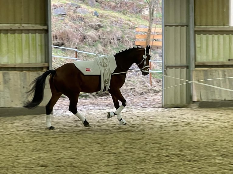 Oldenburger Wallach 9 Jahre 180 cm Brauner in Gössendorf