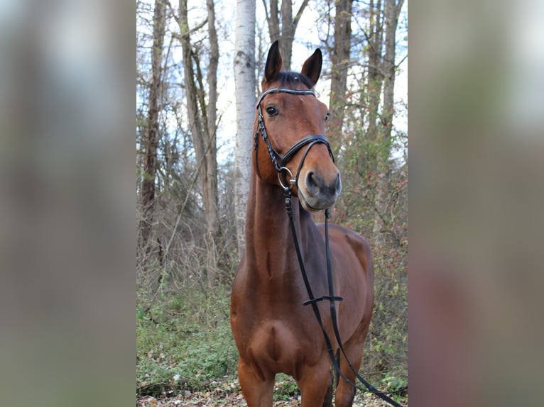 Oldenburger Wallach 9 Jahre 180 cm Brauner in Gössendorf