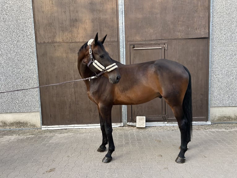 Oldenburger Wallach 9 Jahre 180 cm Dunkelbrauner in Elsdorf