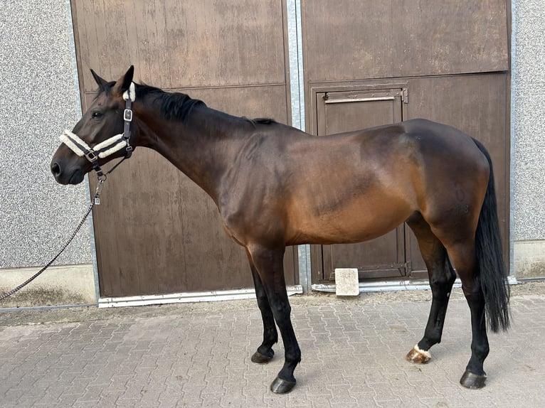 Oldenburger Wallach 9 Jahre 180 cm Dunkelbrauner in Elsdorf