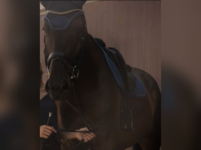 Oldenburger Wallach 9 Jahre 180 cm Dunkelbrauner in Elsdorf