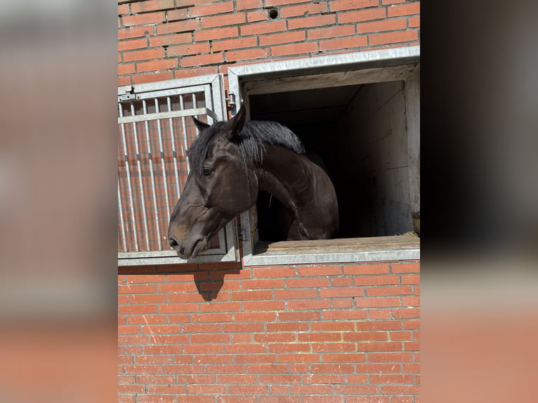 Oldenburger Wallach 9 Jahre 182 cm Dunkelbrauner in Friedrichsholm