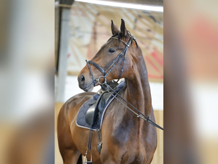 Oldenburger Wallach 9 Jahre 185 cm Rotbrauner in Osdorf