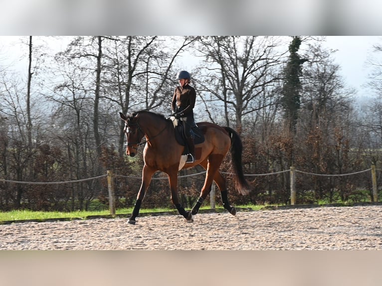 Oldenburger Wallach 9 Jahre 186 cm Brauner in Gossau ZH