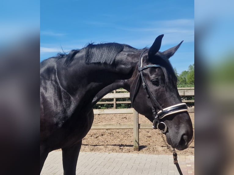 Oldenburger Wallach 9 Jahre in Den Ham