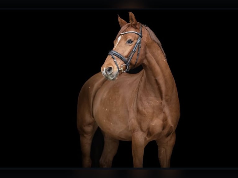 Oldenburger Wallach 9 Jahre in Lohmar