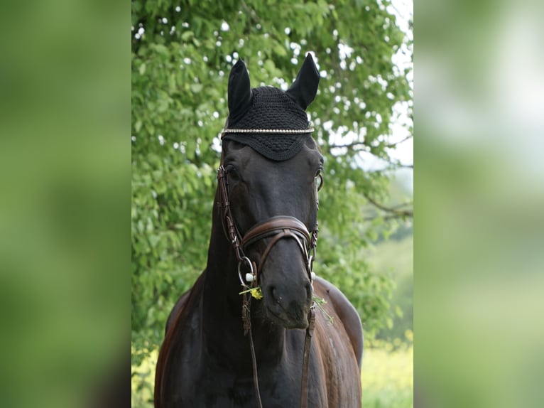 Oldenburger Wallach 9 Jahre Schwarzbrauner in Fuldatal
