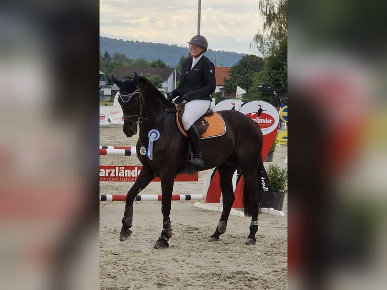 Oldenburger Wallach 9 Jahre Schwarzbrauner in Fuldatal