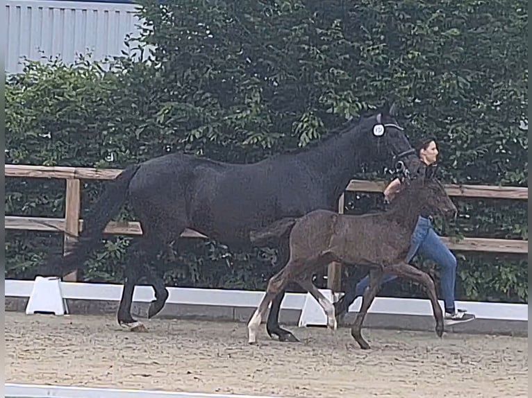 Oldenburger Wallach Fohlen (05/2025) 174 cm Rappe in Bassum