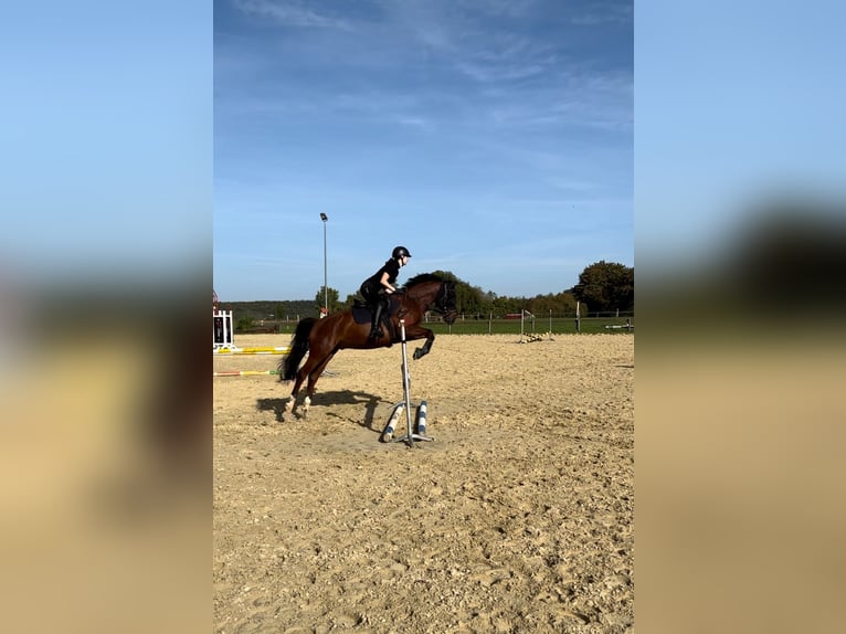 Oldenburgo Mestizo Caballo castrado 10 años 155 cm Castaño in Kolitzheim