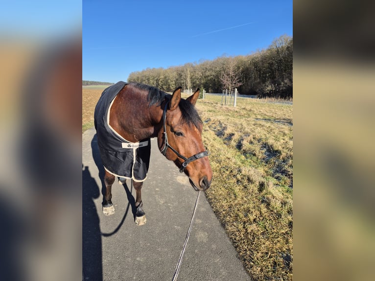 Oldenburgo Mestizo Caballo castrado 10 años 155 cm Castaño in Kolitzheim