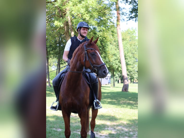 Oldenburgo Caballo castrado 10 años 162 cm Alazán in Strobl
