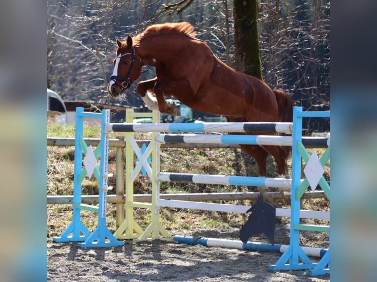 Oldenburgo Caballo castrado 10 años 162 cm Alazán in Bad Ischl