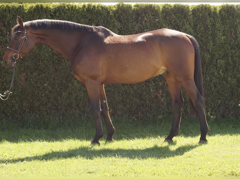 Oldenburgo Caballo castrado 10 años 163 cm Morcillo in Salzkotten