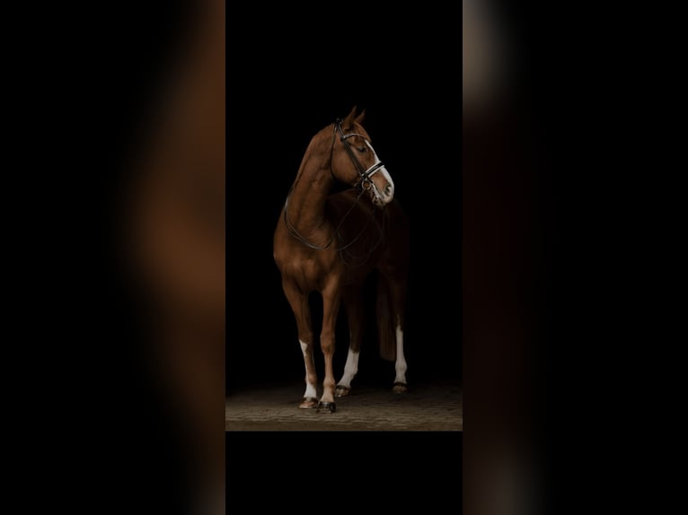 Oldenburgo Caballo castrado 10 años 166 cm Alazán-tostado in Hergensweiler