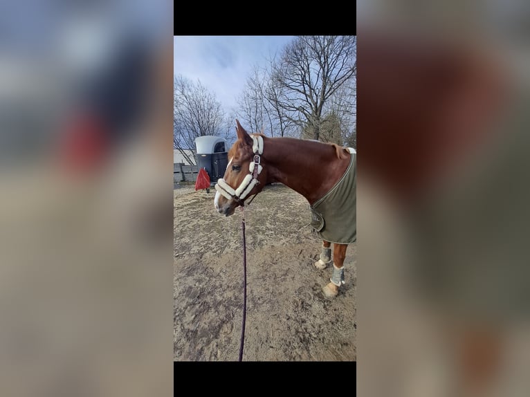 Oldenburgo Caballo castrado 10 años 166 cm Alazán-tostado in Hergensweiler