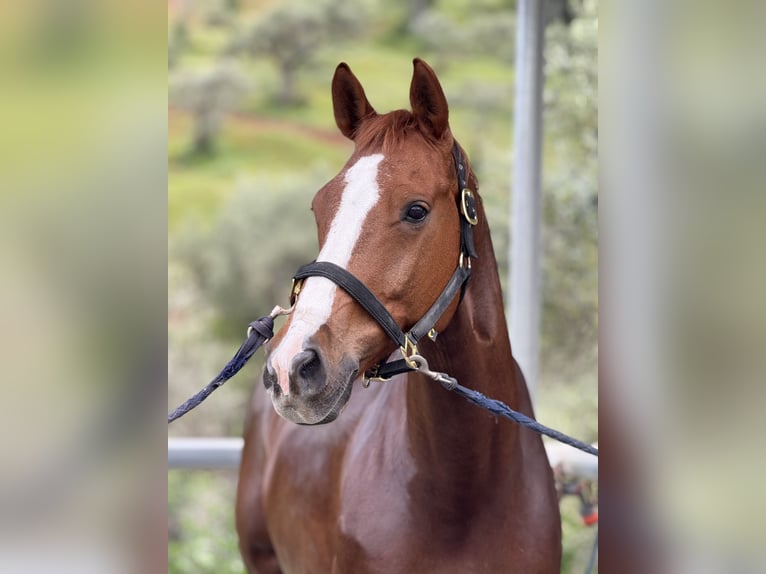 Oldenburgo Caballo castrado 10 años 167 cm Alazán-tostado in Elx/Elche