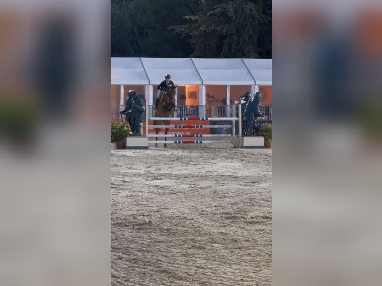 Oldenburgo Caballo castrado 10 años 168 cm Castaño in Münster