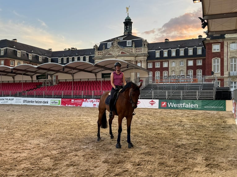 Oldenburgo Caballo castrado 10 años 168 cm Castaño in Münster
