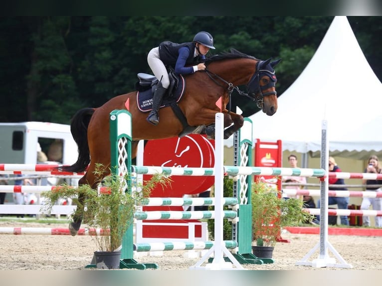 Oldenburgo Caballo castrado 10 años 168 cm Castaño in Enzesfeld-Lindabrunn