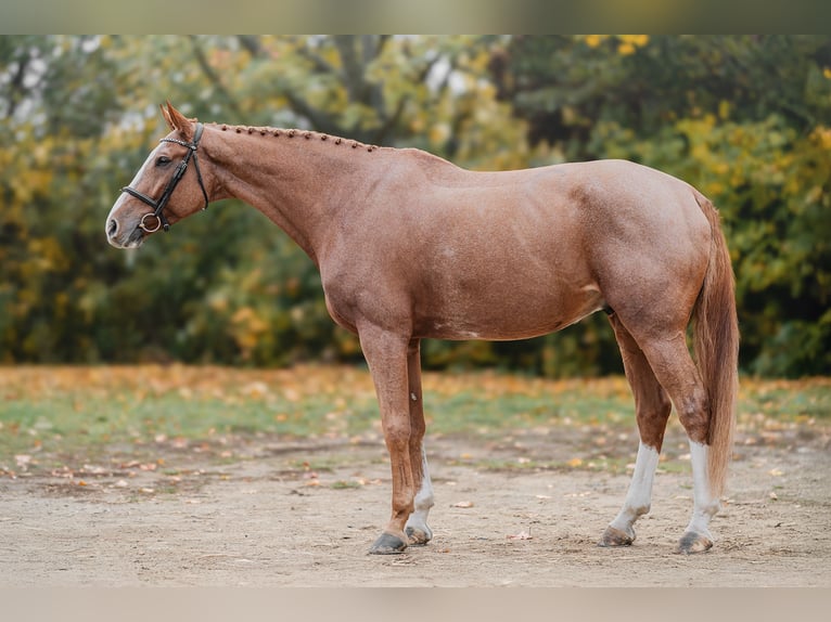 Oldenburgo Caballo castrado 10 años 168 cm Castaño rojizo in Zduchovice