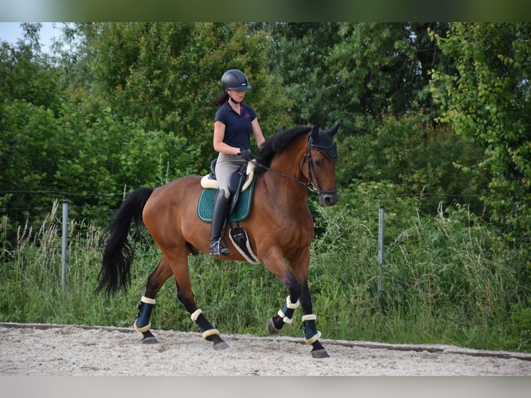 Oldenburgo Caballo castrado 10 años 170 cm Castaño in Prag