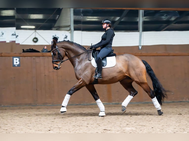 Oldenburgo Caballo castrado 10 años 170 cm Castaño in Ziemięcice