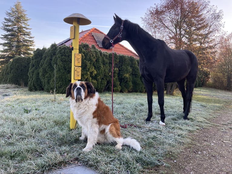 Oldenburgo Caballo castrado 10 años 170 cm Morcillo in Westgreußen