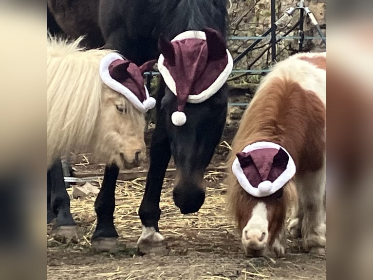 Oldenburgo Caballo castrado 10 años 170 cm Morcillo in Westgreußen