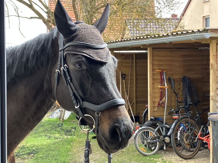 Oldenburgo Caballo castrado 10 años 170 cm Morcillo in Westgreußen