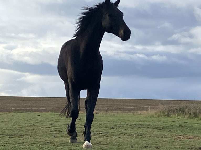 Oldenburgo Caballo castrado 10 años 170 cm Morcillo in Westgreußen