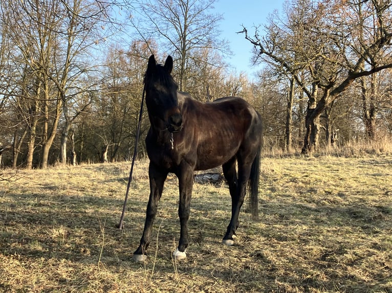 Oldenburgo Caballo castrado 10 años 170 cm Morcillo in Westgreußen