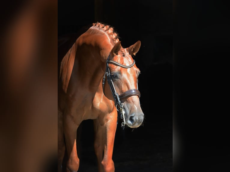 Oldenburgo Caballo castrado 10 años 171 cm Alazán in Paderborn